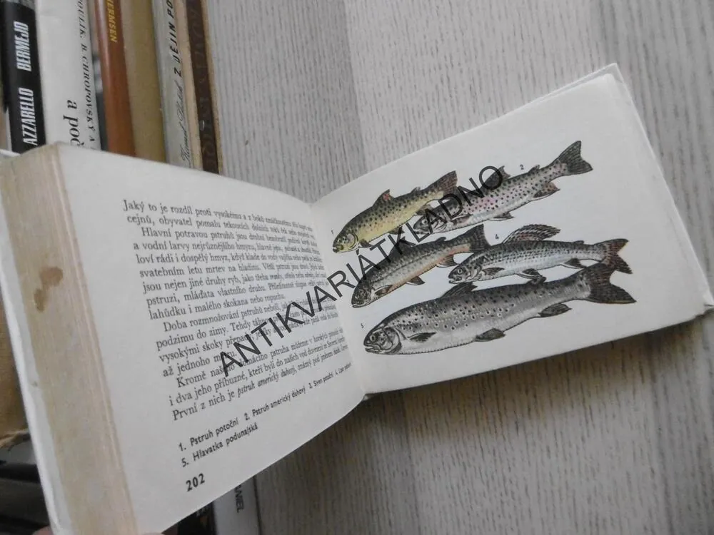 OKO 43 - NAŠE HORY, JIŘÍ ČIHAŘ, ANTONÍN POSPÍŠIL, **an