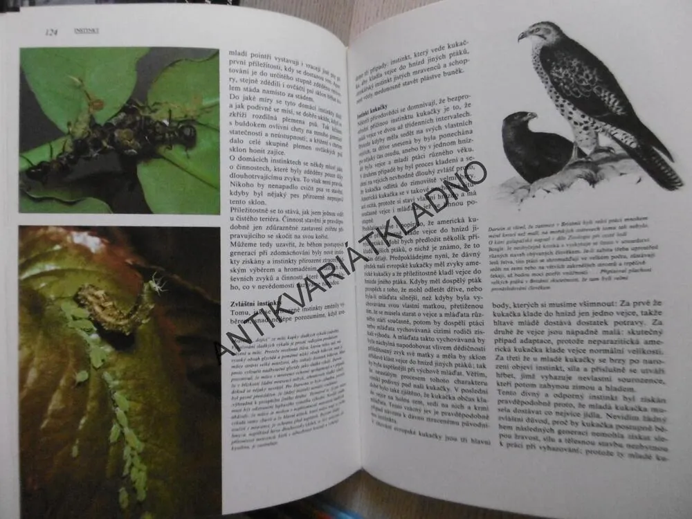 DARWINŮV PŮVOD DRUHŮ V ILUSTRACÍCH, RICHARD E. LEAKEY, **an