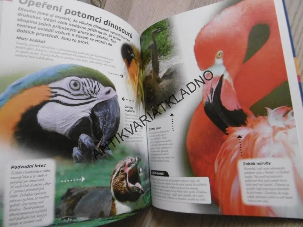 ZVÍŘATA SVĚTA, FAKTA A ZAJÍMAVOSTI, MICHAEL FOKT, **an