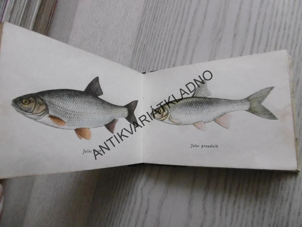 OKO 4 - RYBY NAŠICH VOD, VODINSKÝ, 1962,**an