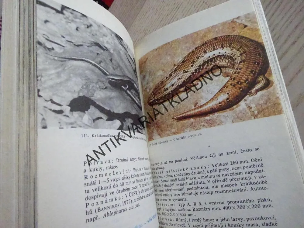 CHOV TERARIJNÍCH ZVÍŘAT, VERGNER-VERGNEOVÁ, **an