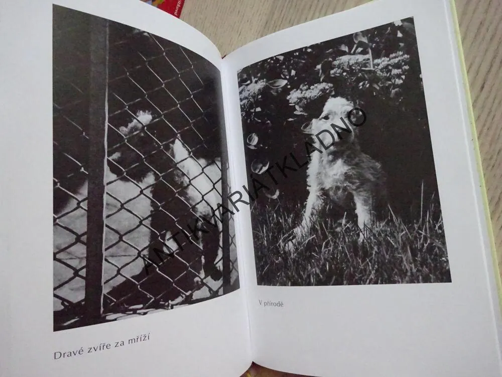 DÁŠENKA, ČILI ŽIVOT ŠTĚNĚTE, KAREL ČAPEK, **an