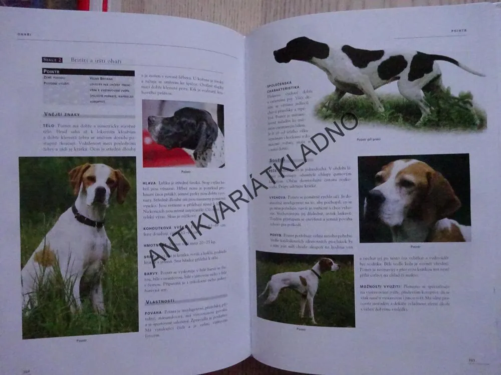 VELKÝ ATLAS PLEMEN, PSI, VERHOEF-VERHALLEN, **an