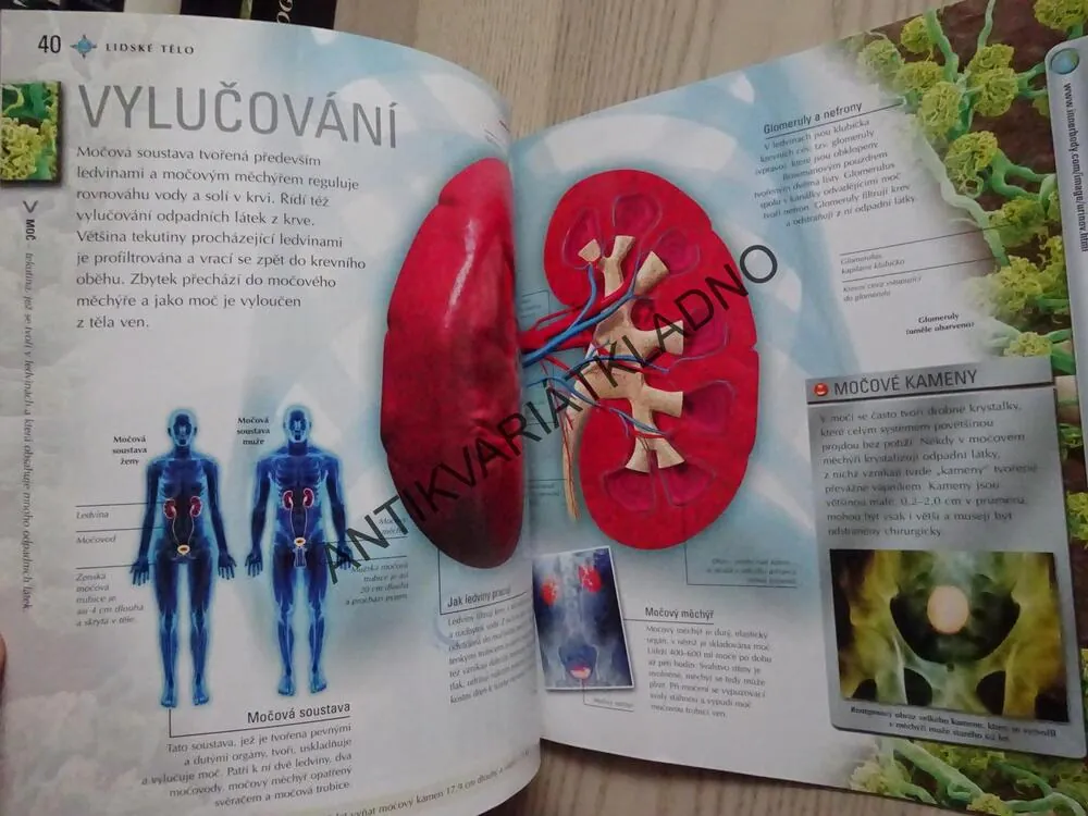 LIDSKÉ TĚLO, TKÁNĚ A ORGÁNY, TĚLESNÉ FUNKCE, **an