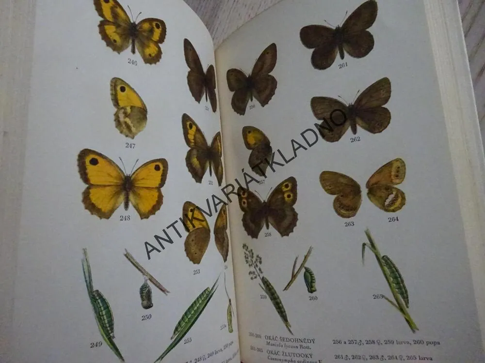 MOTÝLI 1, RUDOLF SCHWARZ, **an