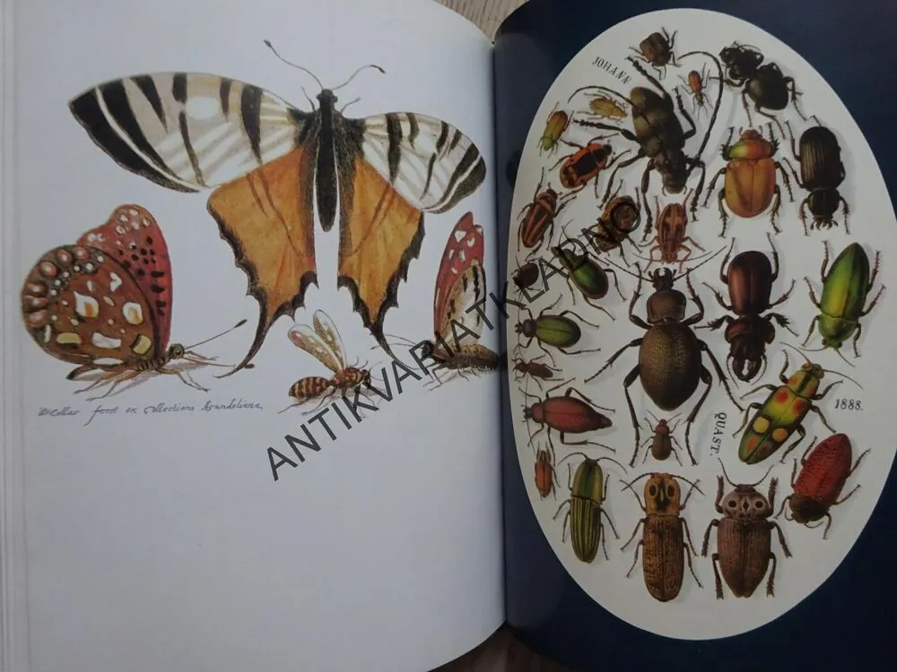VĚDECKÁ ILUSTRACE V ČECHÁCH, DUŠAN ŠINDELÁŘ, , **an