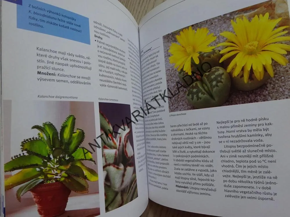 KAKTUSY A JINÉ SUKULENTY, ELISABETH MANKE, **an