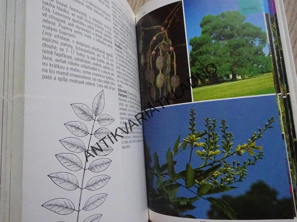 STROMY, PRŮVODCE PŘÍRODOU, **an