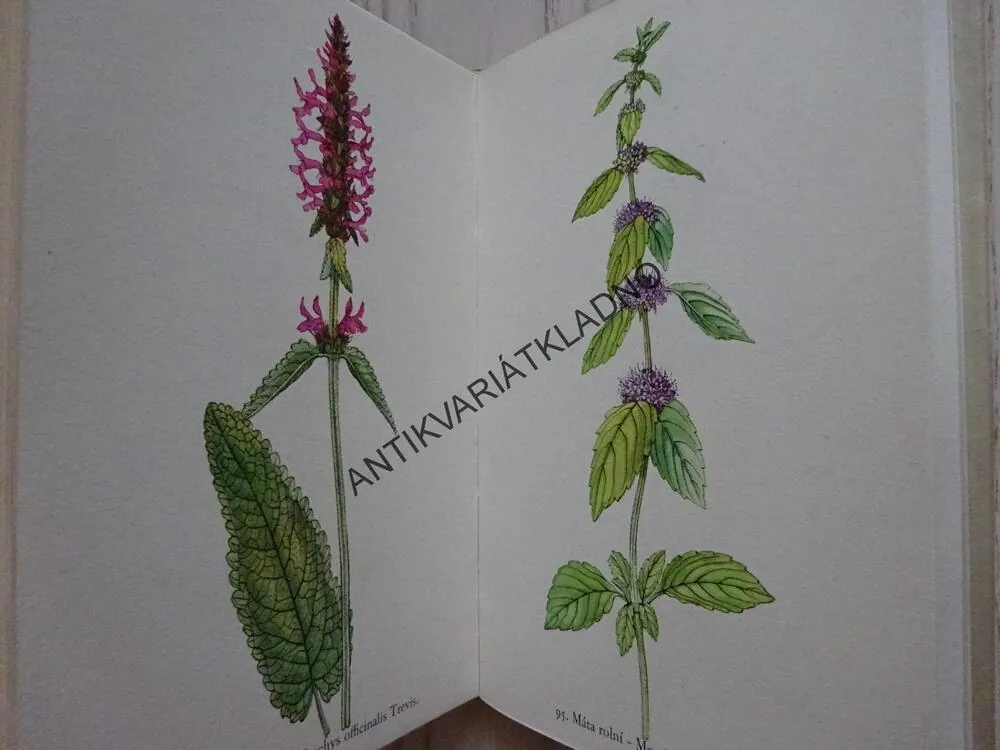 ROSTLINY 2, FRANTIŠEK A. NOVÁK, KAREL SVOLINSKÝ, **an