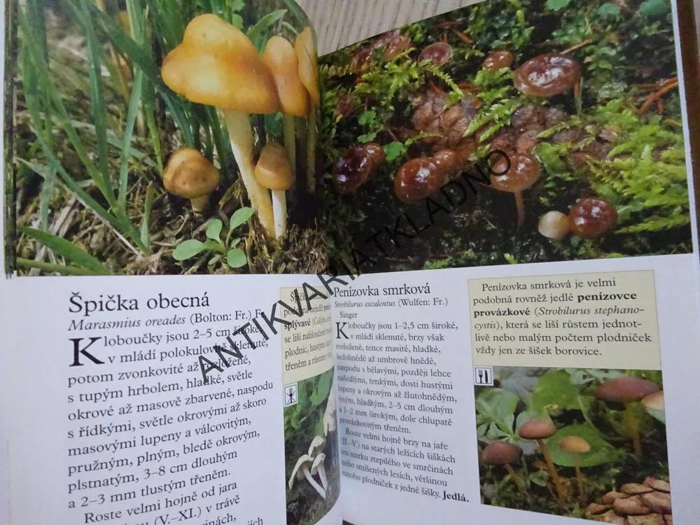 ATLAS HUB, HOUBY, LAŠTŮVKA, KUDLÁČEK, **an
