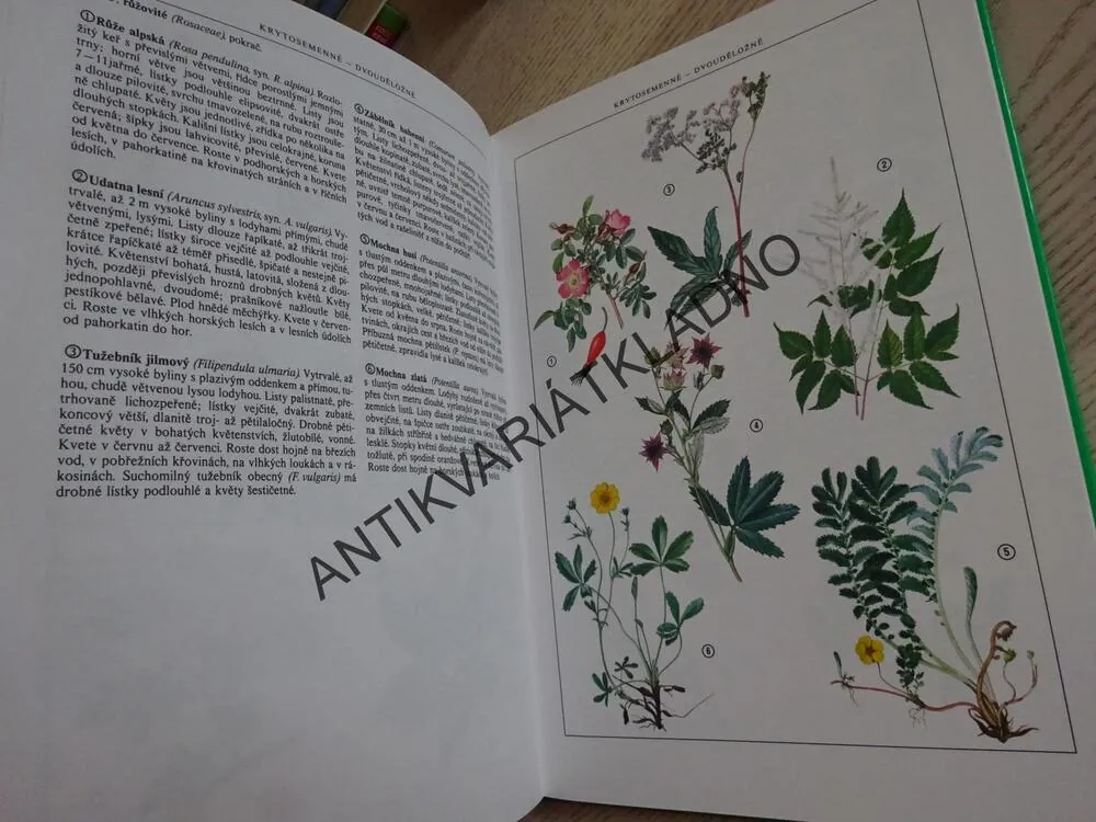 NAŠÍ PŘÍRODOU KROK ZA KROKEM, TOMAN, HÍSEK, **an