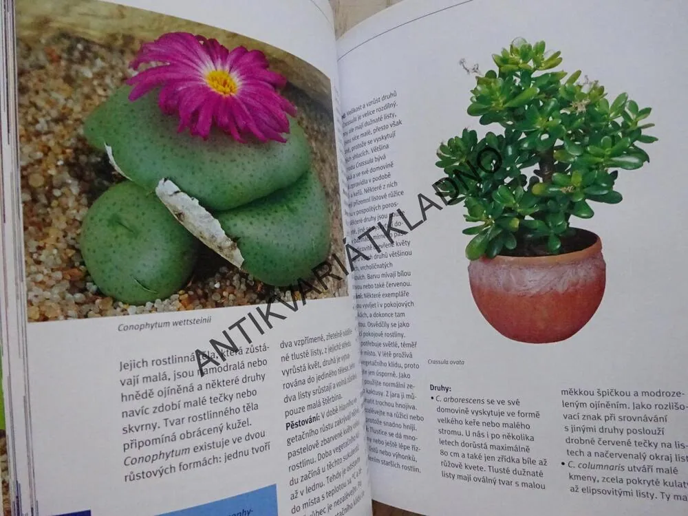 KAKTUSY A JINÉ SUKULENTY, ELISABETH MANKE, **an