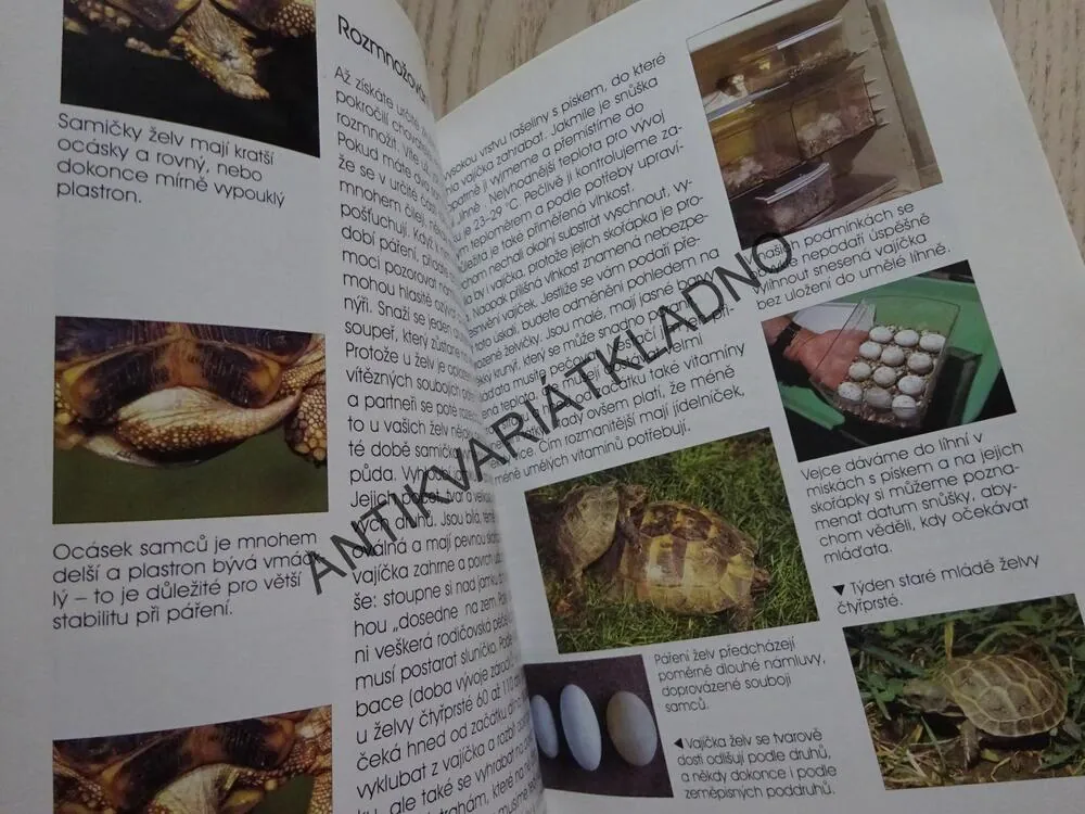SUCHOZEMSKÁ ŽELVA, BYDLÍ S NÁMI, PRŮVODCE PRO MLADÉ CHOVATELE, **an