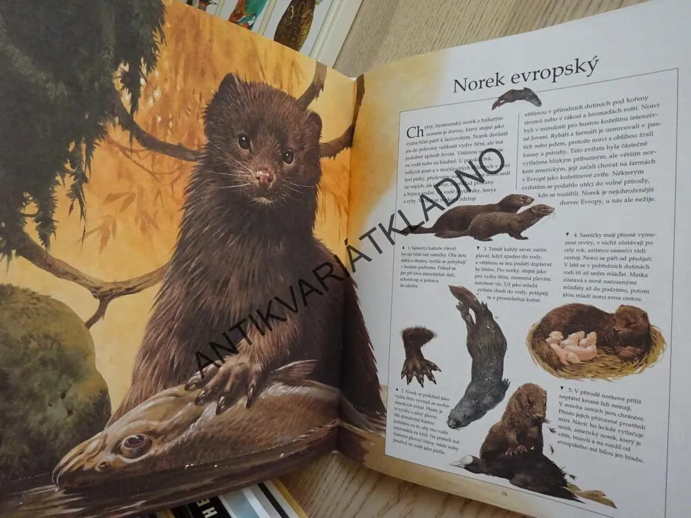 MOJE VELKÁ KNIHA ZVÍŘATA V PŘÍRODĚ, **an