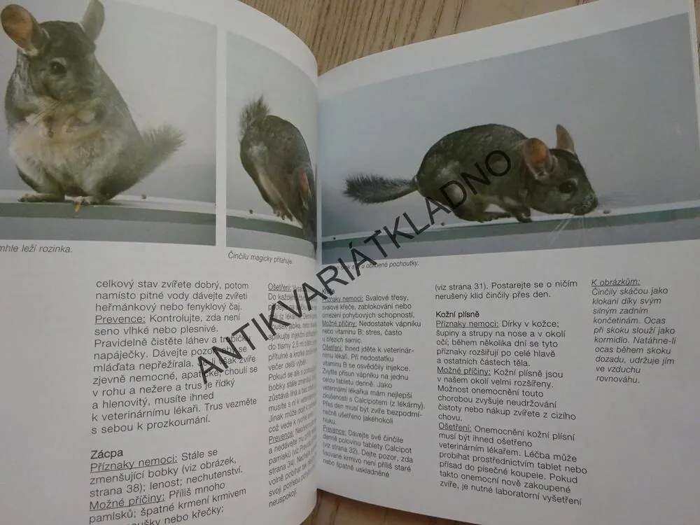 ČINČILA JAKO DOMÁCÍ ZVÍŘE, MAIKE RÖDER-THIEDEOVÁ,**an