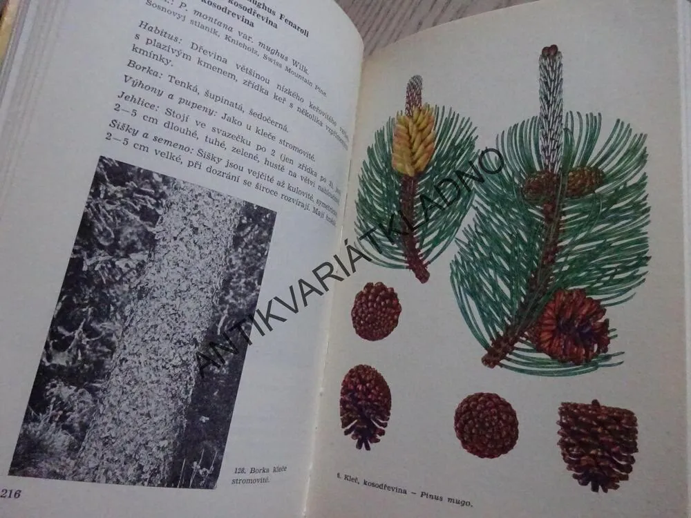 JEHLIČNANY LESŮ A PARKŮ, JAROMÍR POKORNÝ, **an