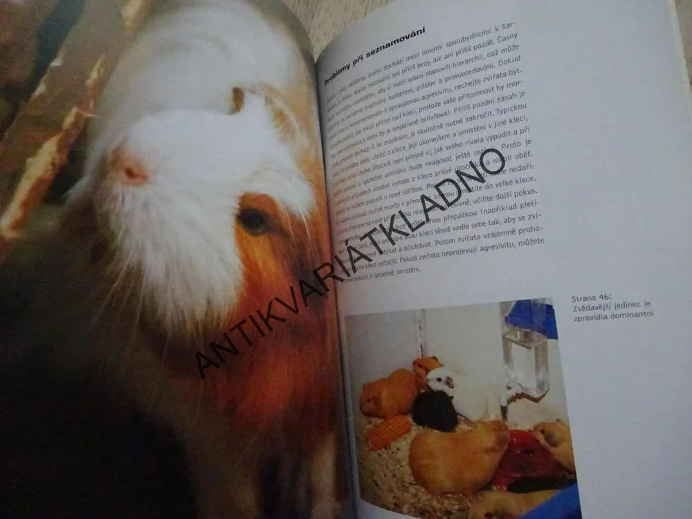 MORČATA, NETTY DE WIT, **an