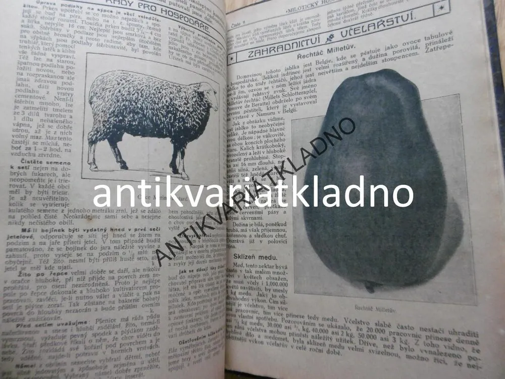MILOTICKÝ HOSPODÁŘ 1920, DADÁK,CHOVATELSTVÍ