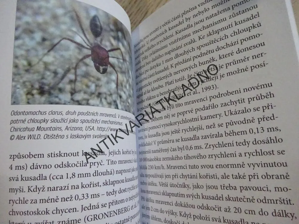 OBDIVUHODNÁ TAJEMSTVÍ ZE SVĚTA PŘÍRODY, ZVÍŘATA, JUNKER, **an