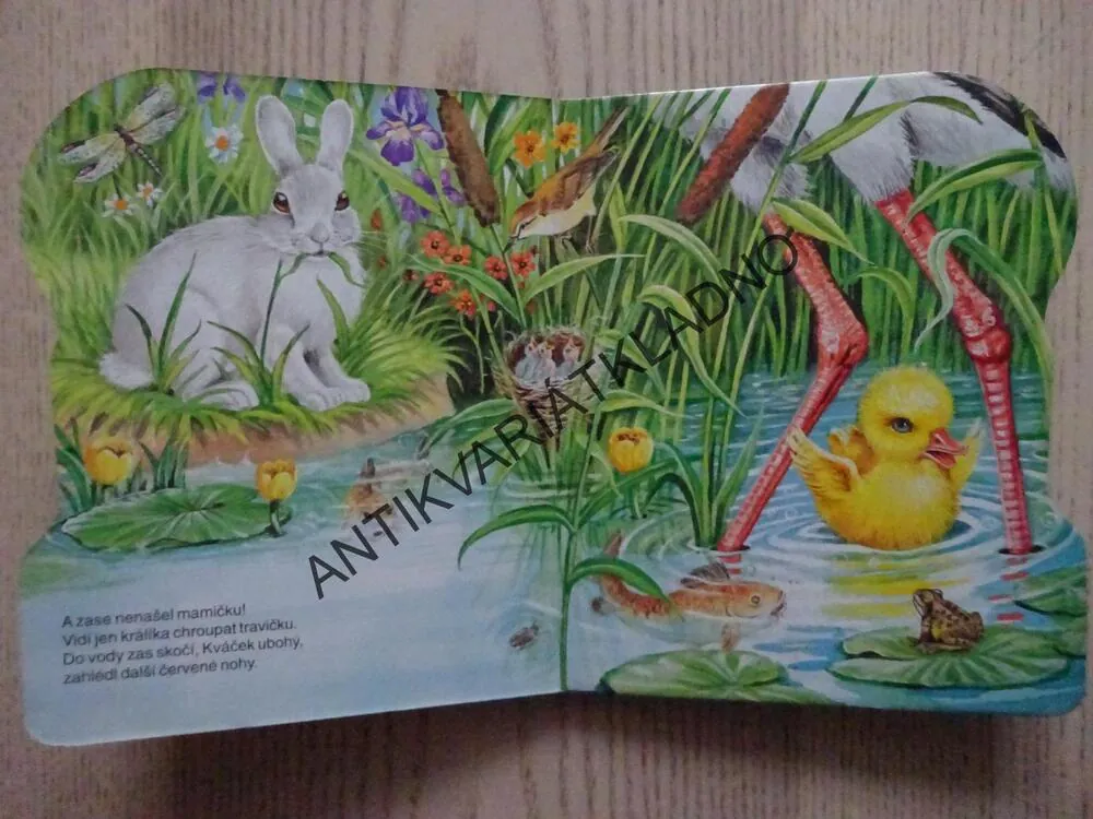 KACHŇÁTKO KVÁČEK, **an