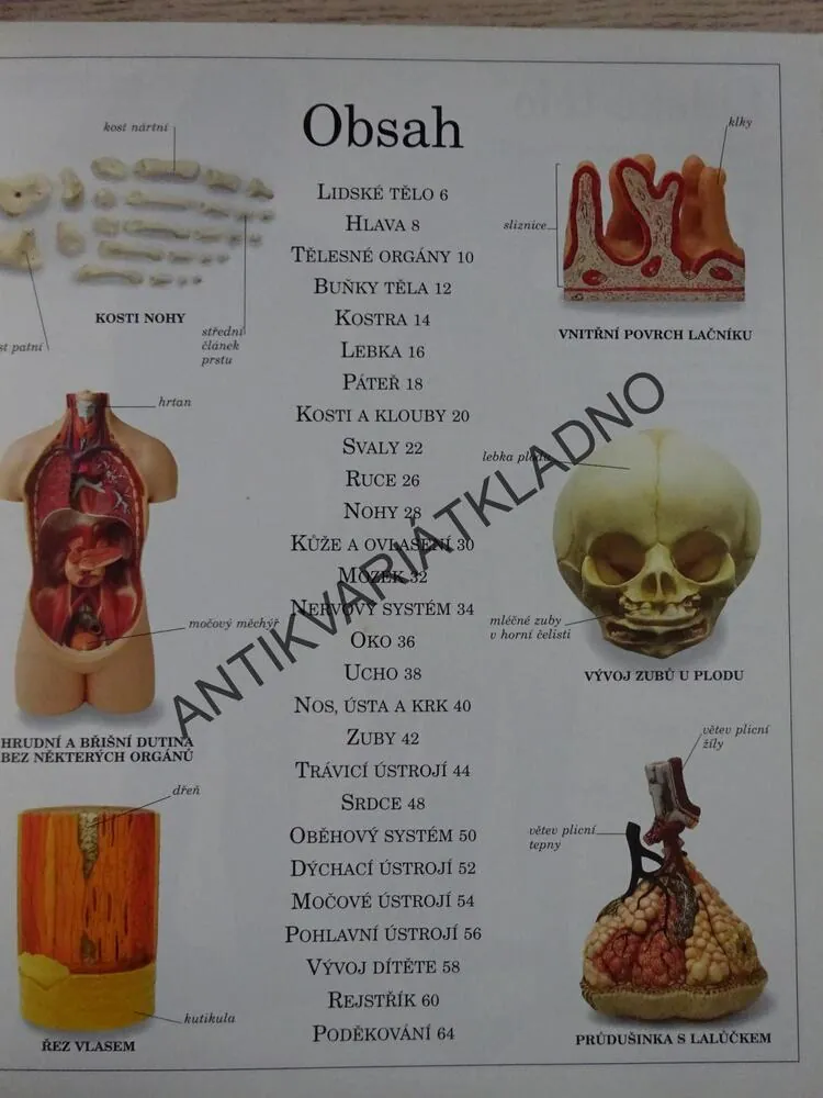 OBRÁZKOVÝ SLOVNÍK LIDSKÉ TĚLO, **an