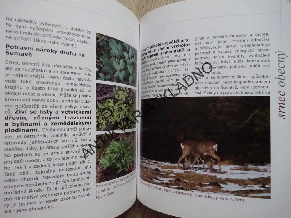 JELENOVITÍ NA ŠUMAVĚ, PAVEL ŠUSTR, **an