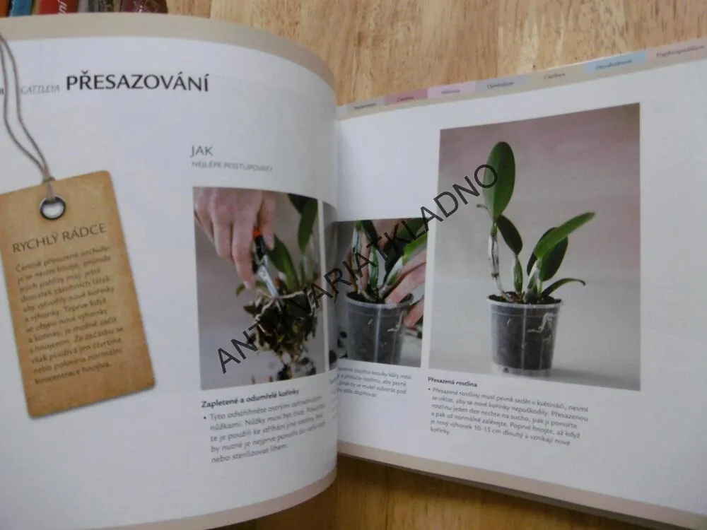 RYCHLÝ RÁDCE ORCHIDEJE, 99 RAD PRO RYCHLÉ ŘEŠENÍ PROBLÉMŮ