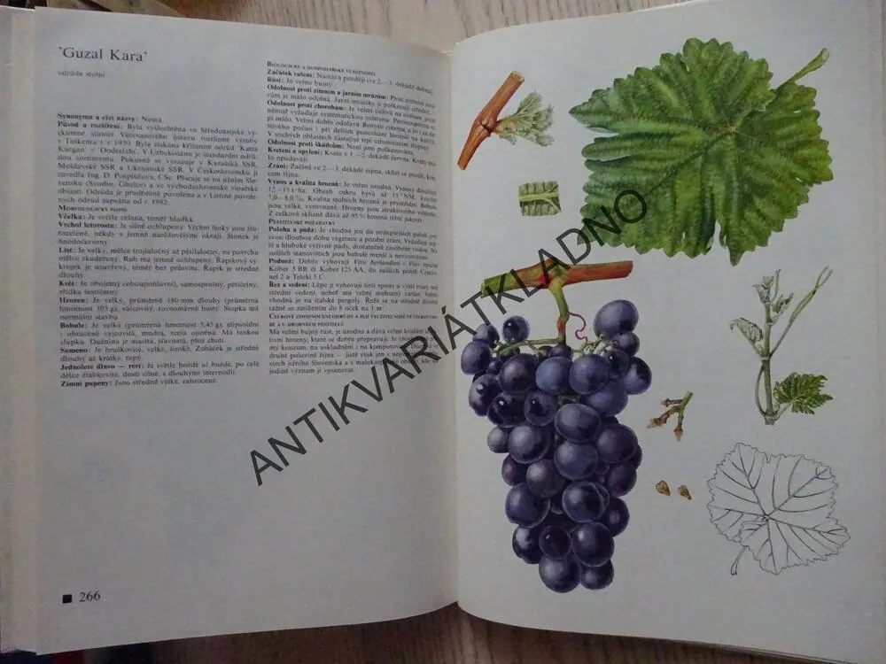 POMOLOGICKÝ ATLAS 1, JOSEF KUTINA A KOLEKTIV, **an