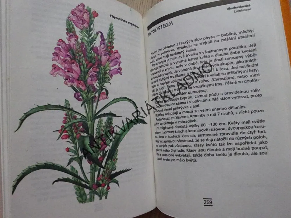 TRVALKY, ROZKVETLÁ ZAHRADA, GOLOVKIN, KLIKOVÁ, **an