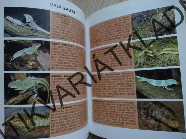 BYDLÍ S NÁMI JEŠTĚR, MICHAEL FOKTA, **an