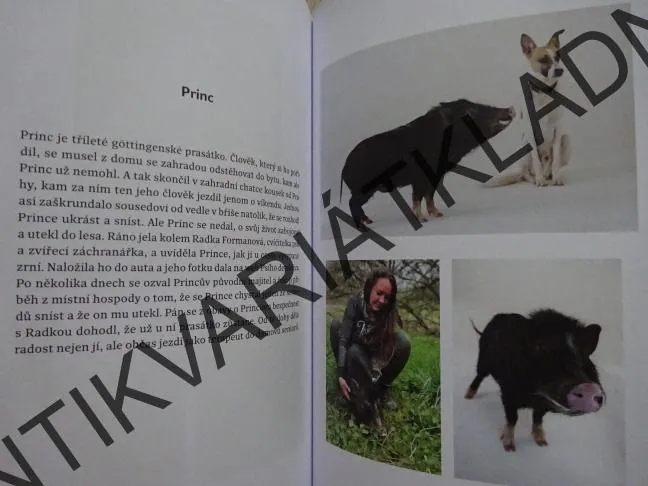 GUMP, JSME DVOJKA, FILIP ROŽEK, **an