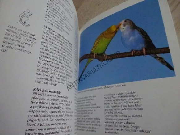ANDULKA, PAPOUŠEK VLNKOVANÝ, ANNETTE WOLTEROVÁ, **an