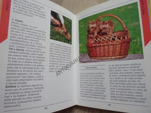 JORKŠÍRSKÝ TERIÉR, ELENA KOVÁČIKOVÁ, **an