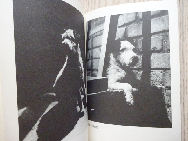 DÁŠEŇKA ČILI ŽIVOT ŠTĚNĚTE, KAREL ČAPEK, **an