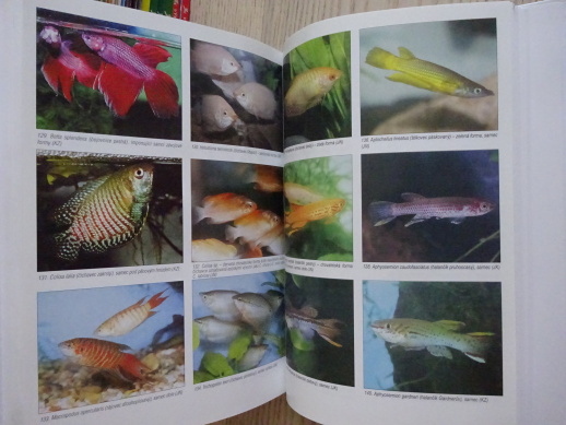 AKVARISTIKA, ZDENĚK DRAHOTUŠSKÝ, JINDŘICH NOVÁK, **an