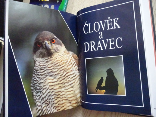 NEVINNÍ JAKO SKŘIVÁNCI, MIKULICA, PTÁČEK, KUČERA, **an