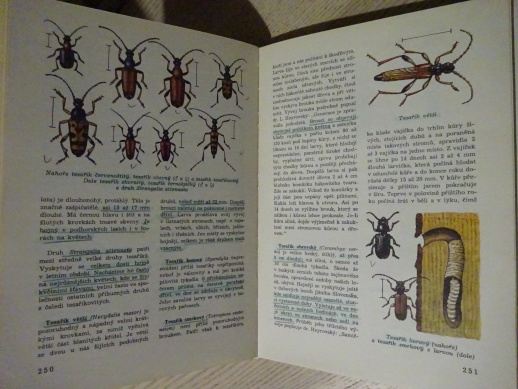 SVĚTEM ZVÍŘAT, BEZOBRATLÍ, HANZÁK, MOUCHA, ZAHRADNÍK, **an