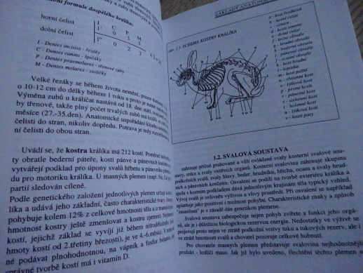 CHOV KRÁLÍKŮ PRO MASNOU PRODUKCI, **an