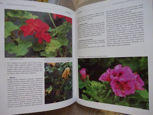 PELARGONIE, MIA ESSEROVÁ, **an