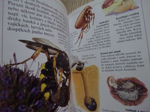 HMYZ, ZVÍDAVÝ POZOROVATEL, **an