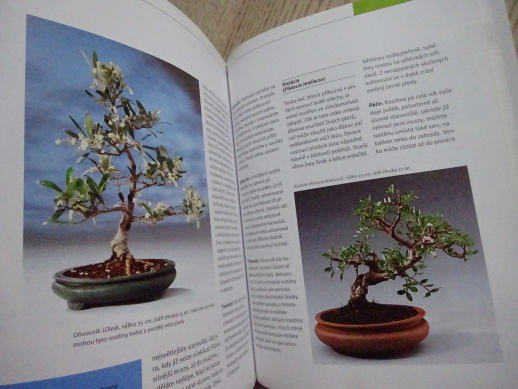 BONSAJE Z DOMÁCÍCH DŘEVIN, WERNER M. BUSCH, **an
