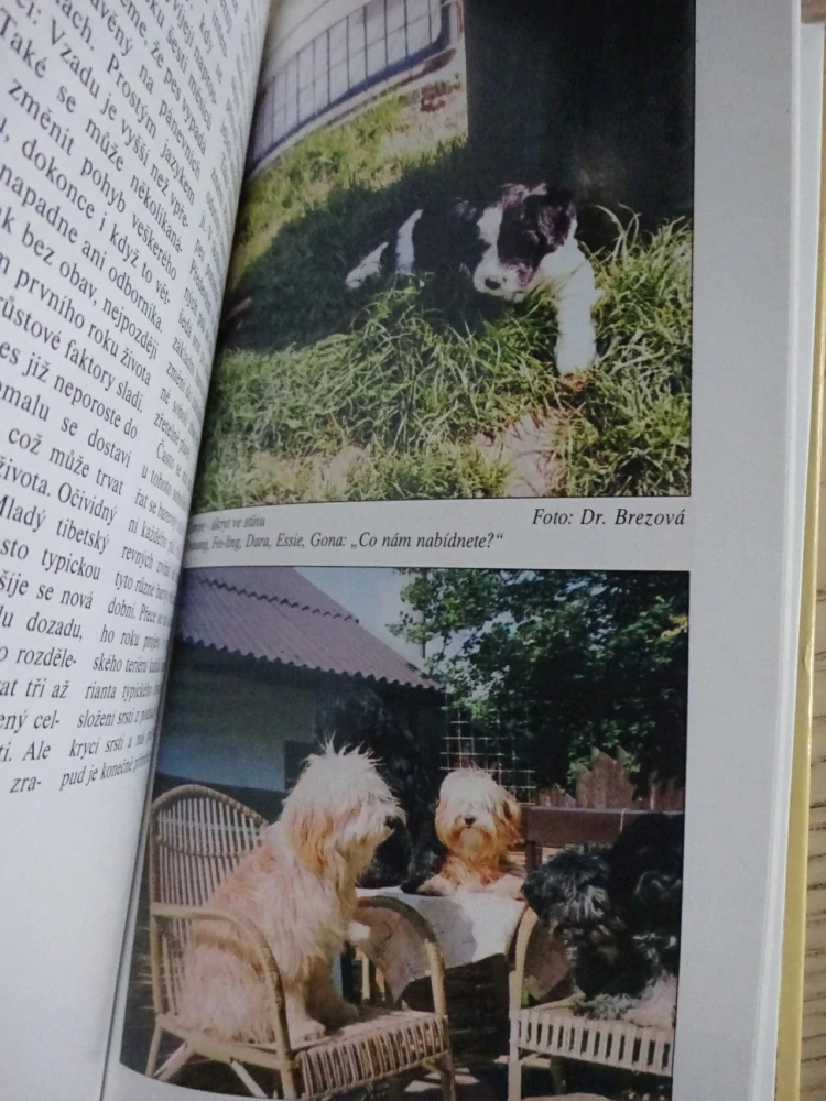 TIBETSKÝ TERIÉR, ADOLF KRASSNIGG, **an