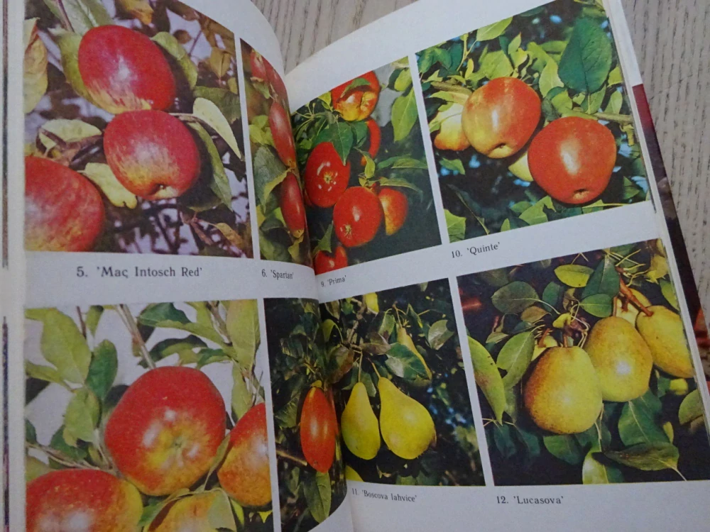 OVOCE A ZELENINA VE VÝŽIVĚ ČLOVĚKA, D. K. ŠAPIRO A KOLEKTIV, **an