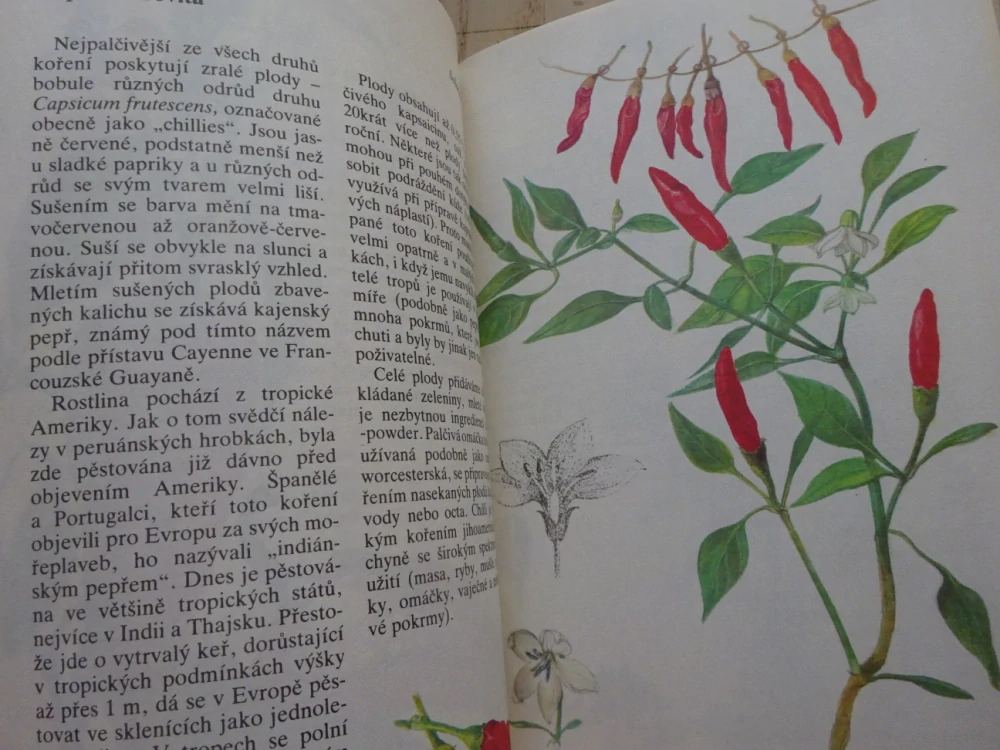 NAŠE A CIZÍ KOŘENÍ, JIŘINA KAPLICKÁ, JAN KYBAL, **an