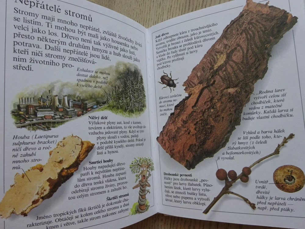 STROMY, ZVÍDAVÝ POZOROVATEL, **an