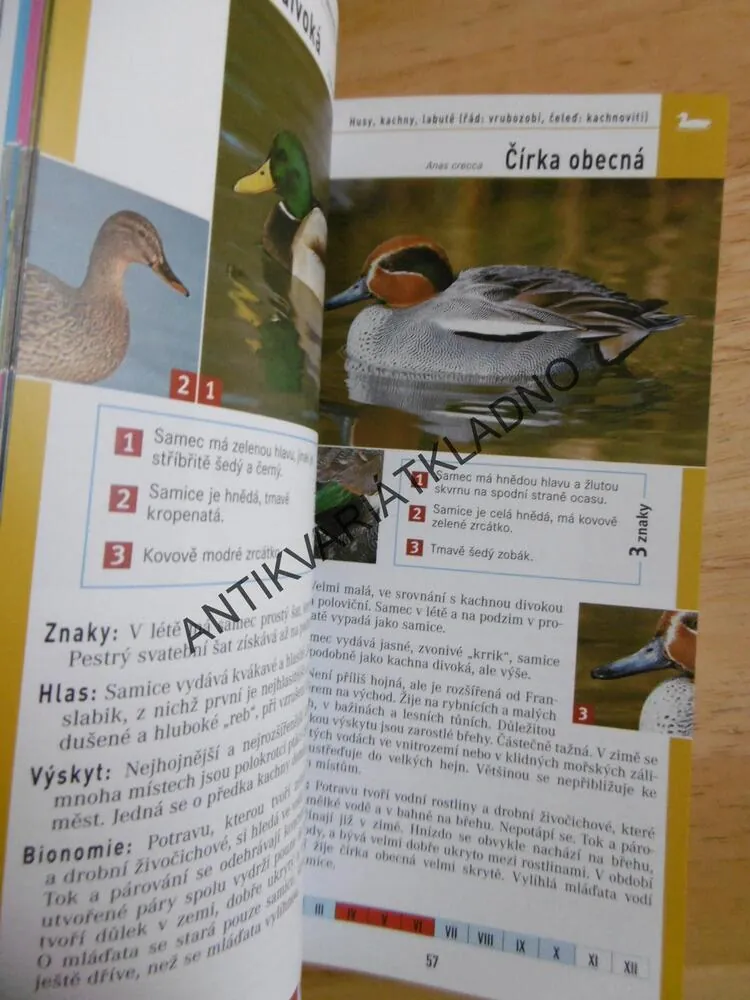 PTÁCI, PRŮVODCE PŘÍRODOU, URČOVÁNÍ PODLE 3 ZNAKŮ, BEZZEL