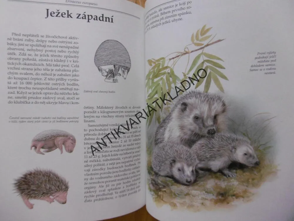 MLÁĎATA V PŘÍRODĚ, PTÁCI, SAVCI Z NAŠICH LESŮ,POLÍ A VOD, BOUCHNER