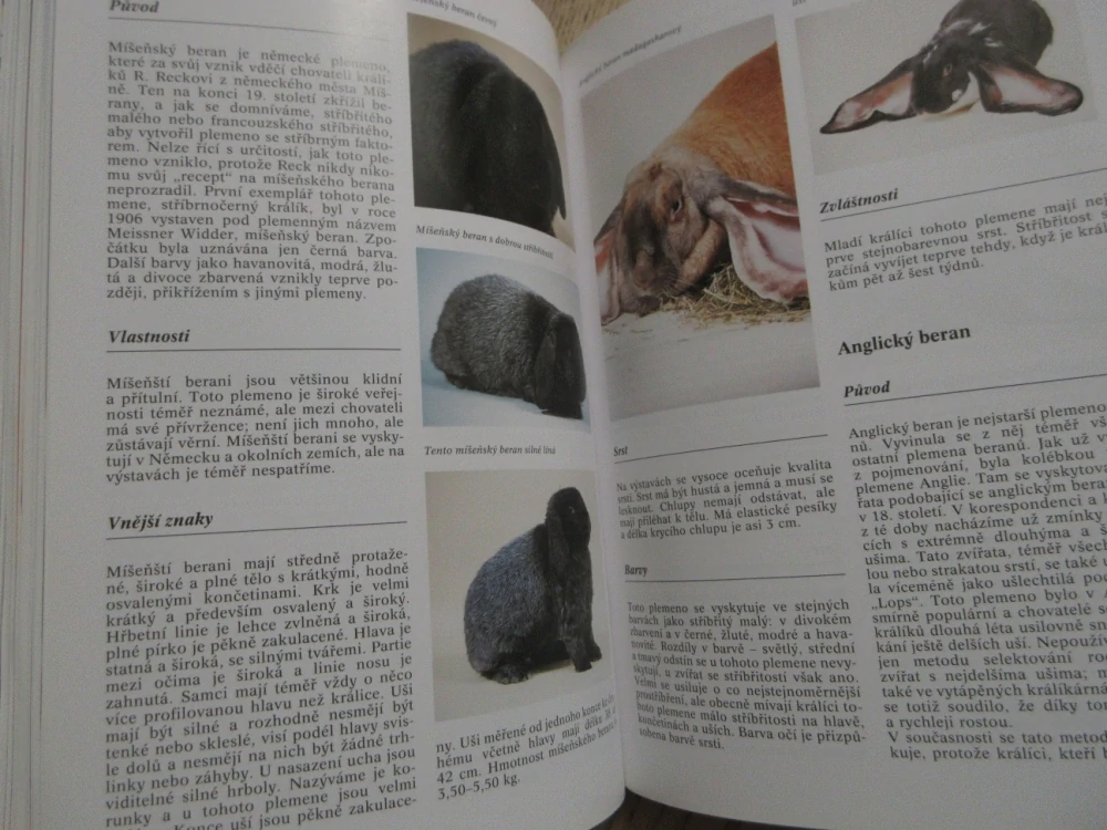 PRAKTICKÁ ENCYKLOPEDIE KRÁLÍCI A HLODAVCI, ESTER VERHOEF-VERHALLEN, **an