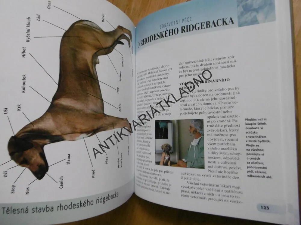 RHODESKÝ RIDGEBACK, PES, VÝCHOVA, PÉČE, **an