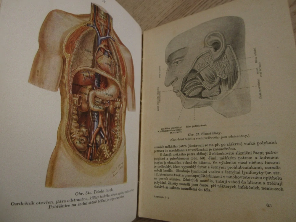 ANATOMIE, UČEBNÍ TEXT PRO ZDRAVOTNICKÉ ŠKOLY, 1954, **an